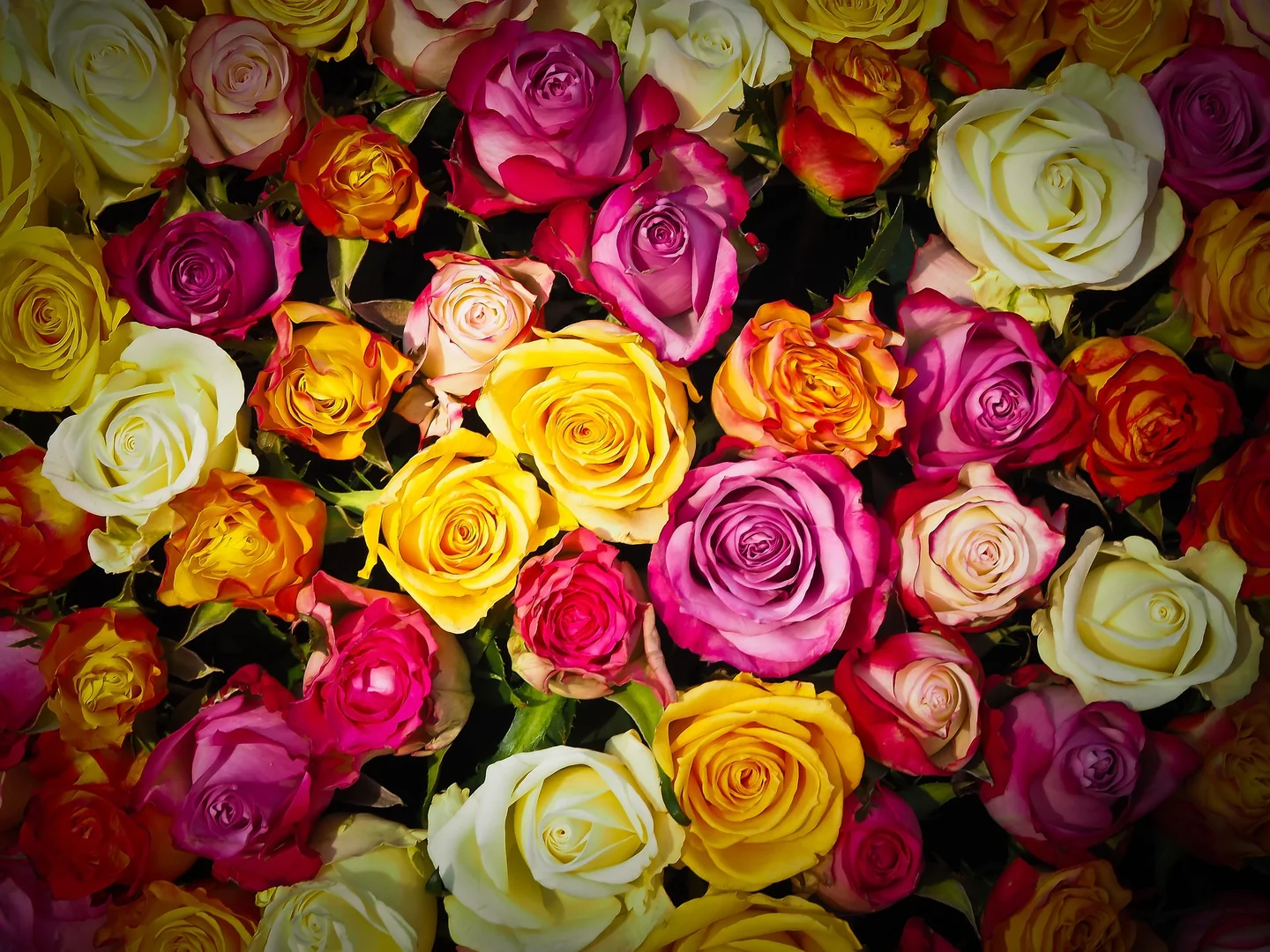 A rich mix of pink, yellow and ivory roses