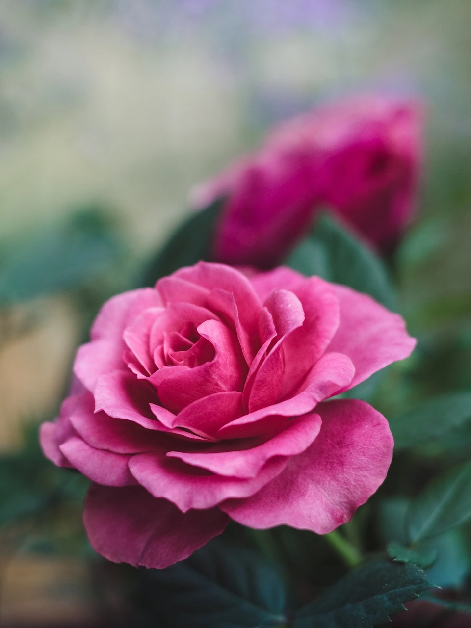 A pink rose with finely textured petals against soft green foliage